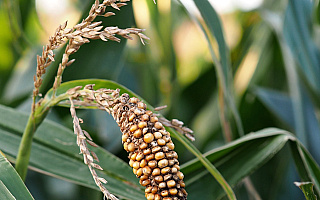 Problemy z suszą, uprawami, zbiorem zbóż. Rolnicy podsumowują sezon